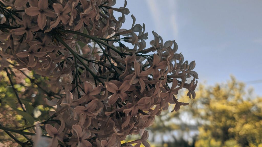 Susan Musgrave at Hollyhock for Write from your Heart 2025